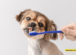 How to Properly Brush Your Dog’s Teeth for Optimal Oral Health How to Properly Brush Your Dog's Teeth for Optimal Oral Health