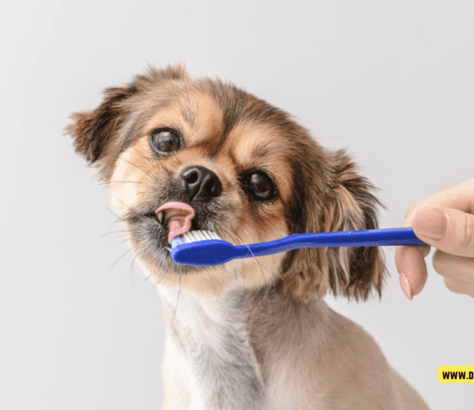 How to Properly Brush Your Dog’s Teeth for Optimal Oral Health How to Properly Brush Your Dog's Teeth for Optimal Oral Health
