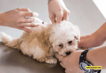 A Comprehensive Guide to Puppy Vaccinations – 5 Tips to Know A Comprehensive Guide to Puppy Vaccinations - 5 Tips to Know