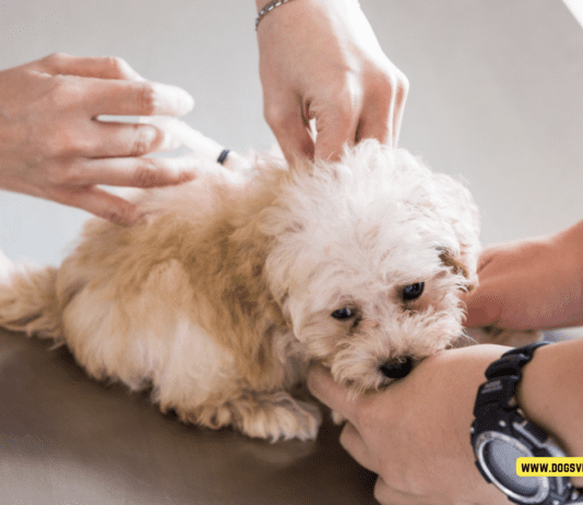 A Comprehensive Guide to Puppy Vaccinations – 5 Tips to Know A Comprehensive Guide to Puppy Vaccinations - 5 Tips to Know
