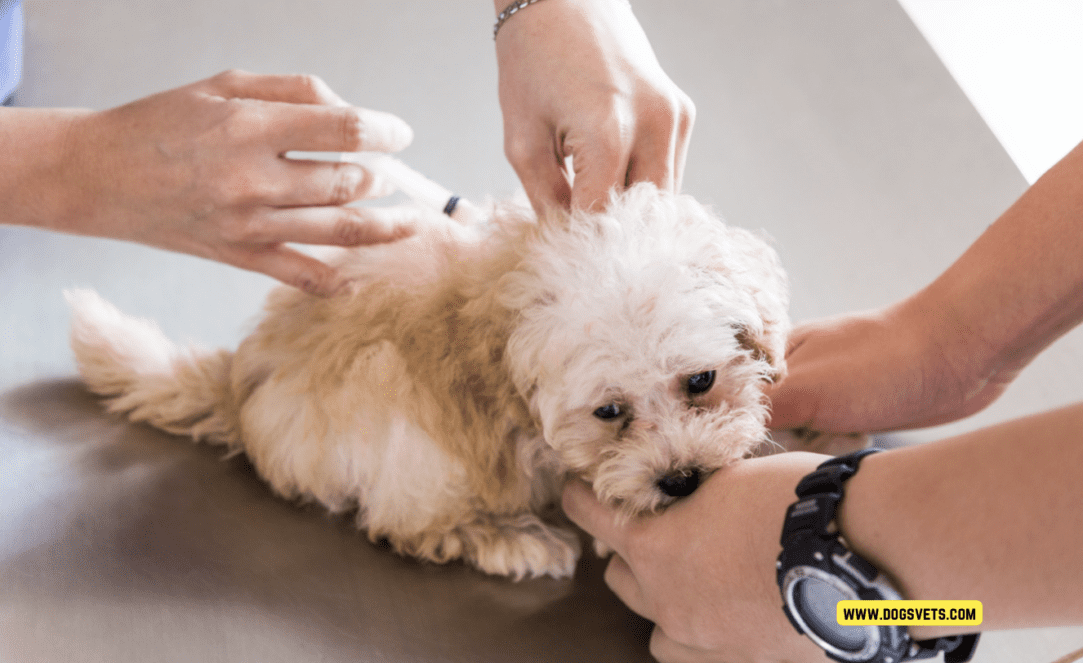 A Comprehensive Guide to Puppy Vaccinations - 5 Tips to Know