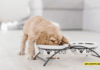 How Much to Feed a Puppy by Weight (in Kilograms) How Much to Feed a Puppy by Weight (in Kilograms)