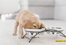 How Much to Feed a Puppy by Weight (in Kilograms) How Much to Feed a Puppy by Weight (in Kilograms)