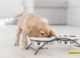 How Much to Feed a Puppy by Weight (in Kilograms) How Much to Feed a Puppy by Weight (in Kilograms)