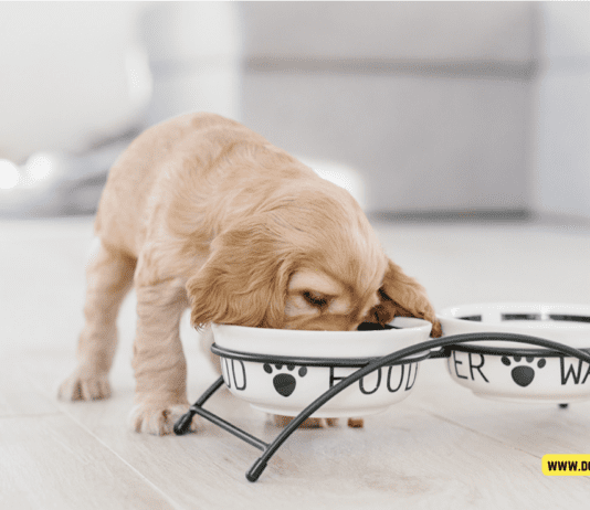 How Much to Feed a Puppy by Weight (in Kilograms) How Much to Feed a Puppy by Weight (in Kilograms)