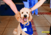 How to Register Your Dog as an Emotional Support Animal in Florida How to Register Your Dog as an Emotional Support Animal in Florida