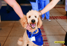 How to Register Your Dog as an Emotional Support Animal in Florida How to Register Your Dog as an Emotional Support Animal in Florida