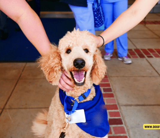 How to Register Your Dog as an Emotional Support Animal in Florida How to Register Your Dog as an Emotional Support Animal in Florida