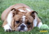 How to Help Your Dog Live a Longer, Happier Life