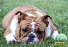 How to Help Your Dog Live a Longer, Happier Life – 7 Effective Strategies How to Help Your Dog Live a Longer, Happier Life