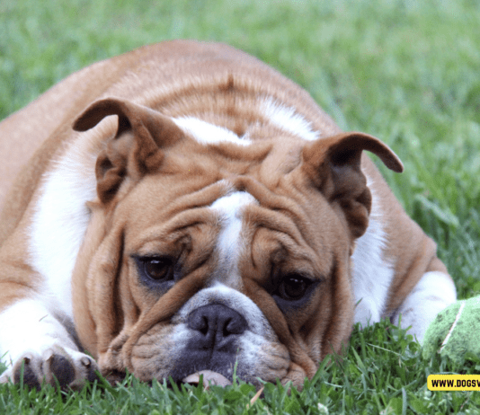 How to Help Your Dog Live a Longer, Happier Life – 7 Effective Strategies How to Help Your Dog Live a Longer, Happier Life