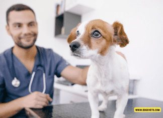 How Long Do Dogs Live: Unveiling the Canine Lifespan