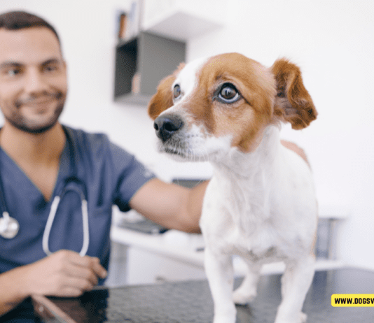 How Long Do Dogs Live: How to Extend Your Dog’s Lifespan How Long Do Dogs Live: Unveiling the Canine Lifespan