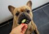 7 Benefits of Vegetables for Dogs Benefits of Vegetables for Dogs
