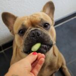 Benefits of Vegetables for Dogs