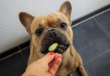 7 Benefits of Vegetables for Dogs Benefits of Vegetables for Dogs