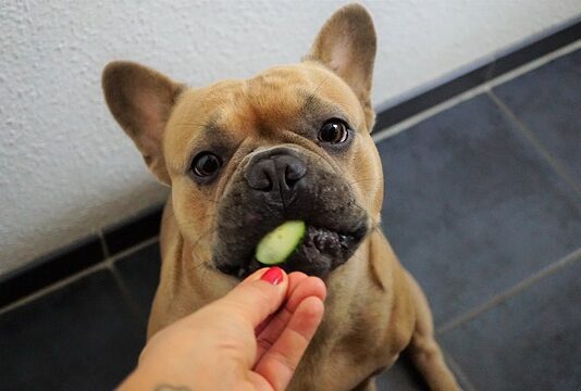 7 Benefits of Vegetables for Dogs Benefits of Vegetables for Dogs
