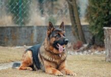 Your Ultimate German Shepherd Care Handbook German Shepherd Care Handbook