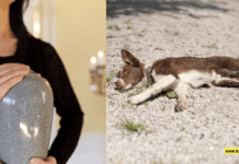 Beyond the Rainbow Bridge: Honoring Your Beloved Pet with Pet Cremation Beyond the Rainbow Bridge: Honoring Your Beloved Pet with Pet Cremation