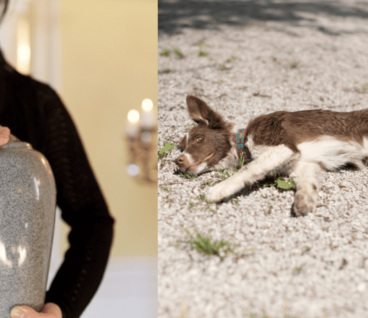 Beyond the Rainbow Bridge: Honoring Your Beloved Pet with Pet Cremation Beyond the Rainbow Bridge: Honoring Your Beloved Pet with Pet Cremation