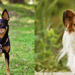 What are the Best Dog Breeds for Pest Control? What are the Best Dog Breeds for Pest Control?