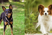 What are the Best Dog Breeds for Pest Control? What are the Best Dog Breeds for Pest Control?