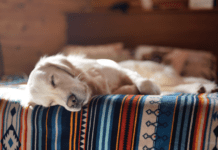 Discover the Advantages of Melatonin Chews for Dogs Discover the Advantages of Melatonin Chews for Dogs