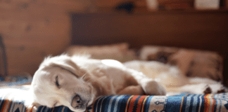 Discover the Advantages of Melatonin Chews for Dogs Discover the Advantages of Melatonin Chews for Dogs