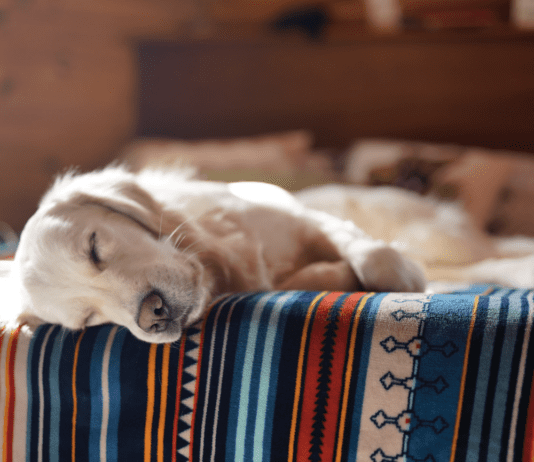 Discover the Advantages of Melatonin Chews for Dogs Discover the Advantages of Melatonin Chews for Dogs