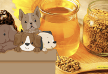 The Power of Bee Products in Pet Health The Power of Bee Products in Pet Health