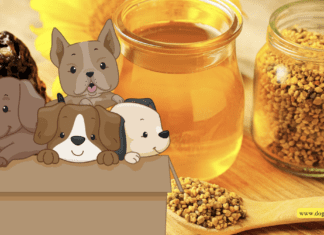 The Power of Bee Products in Pet Health The Power of Bee Products in Pet Health