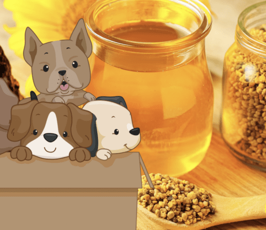 The Power of Bee Products in Pet Health The Power of Bee Products in Pet Health