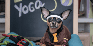 Pet Yoga: The Physical and Mental Benefits for Your Furry Friend Pet Yoga: The Physical and Mental Benefits for Your Furry Friend