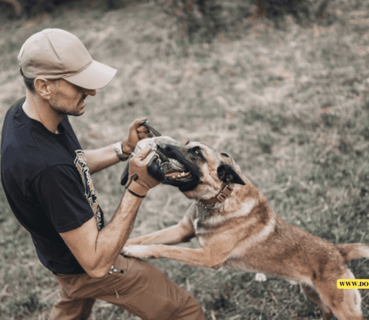 Protecting Your Rights After a Dog Bite Injury: Mistakes to Avoid Protecting Your Rights After a Dog Bite Injury: Mistakes to Avoid