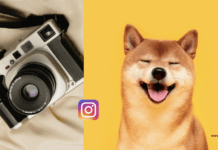 Elevate Your Dog Photography on Instagram: 8 Tips for Pawsitively Perfect Shots Elevate Your Dog Photography on Instagram: 8 Tips for Pawsitively Perfect Shots
