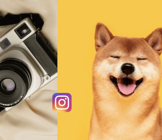 Elevate Your Dog Photography on Instagram: 8 Tips for Pawsitively Perfect Shots Elevate Your Dog Photography on Instagram: 8 Tips for Pawsitively Perfect Shots