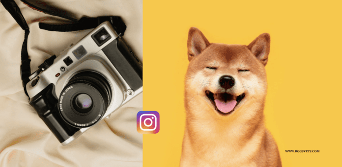 Løft din hundefotografering på Instagram: 8 tips til pawsitively perfekte billeder