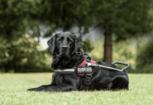 Guide Dogs: Mankind’s Faithful Companions Guide Dogs: Mankind's Faithful Companions