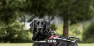 Guide Dogs: Mankind’s Faithful Companions Guide Dogs: Mankind's Faithful Companions