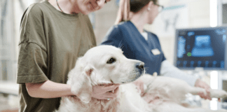 Benefits Of Spaying & Neutering Your Dog? 6 Tips to Know Benefits Of Spaying & Neutering Your Dog? 6 Tips to Know