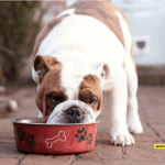 Dog-Friendly Human Food: What Can Your Canine Companion Safely Eat?"