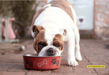Dog-Friendly Human Food: What Can Your Canine Companion Safely Eat?” Dog-Friendly Human Food: What Can Your Canine Companion Safely Eat?"