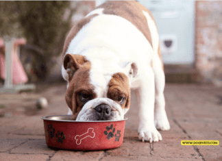 Dog-Friendly Human Food: What Can Your Canine Companion Safely Eat?” Dog-Friendly Human Food: What Can Your Canine Companion Safely Eat?"