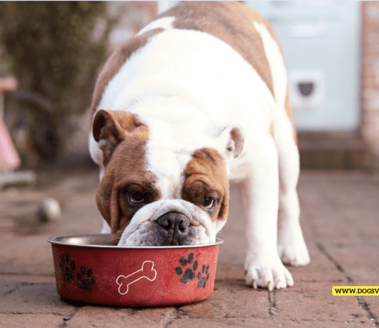 Dog-Friendly Human Food: What Can Your Canine Companion Safely Eat?” Dog-Friendly Human Food: What Can Your Canine Companion Safely Eat?"