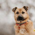 GPS Dog Tag: Ensuring Your Pet’s Safety and Security GPS Dog Tag: Ensuring Your Pet's Safety and Security