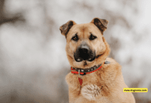 GPS Dog Tag: Ensuring Your Pet’s Safety and Security GPS Dog Tag: Ensuring Your Pet's Safety and Security