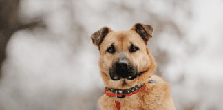 GPS Dog Tag: Ensuring Your Pet’s Safety and Security GPS Dog Tag: Ensuring Your Pet's Safety and Security