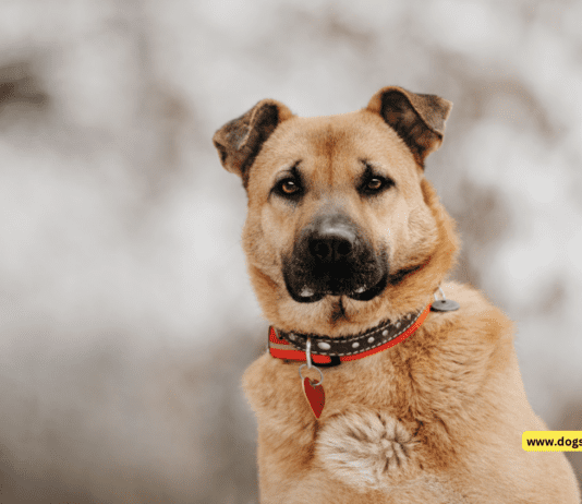 GPS Dog Tag: Ensuring Your Pet’s Safety and Security GPS Dog Tag: Ensuring Your Pet's Safety and Security