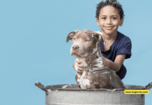 How Often Should You Bathe Your Dog? + 8 Simple Tips How Often Should You Bathe Your Dog?