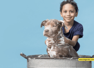 How Often Should You Bathe Your Dog? + 8 Simple Tips How Often Should You Bathe Your Dog?